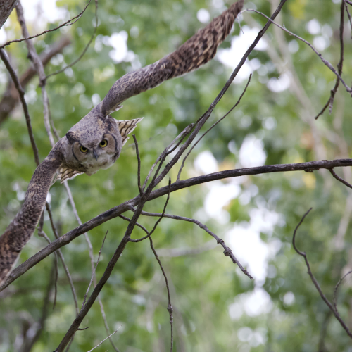 Great Horned Owl Flying
