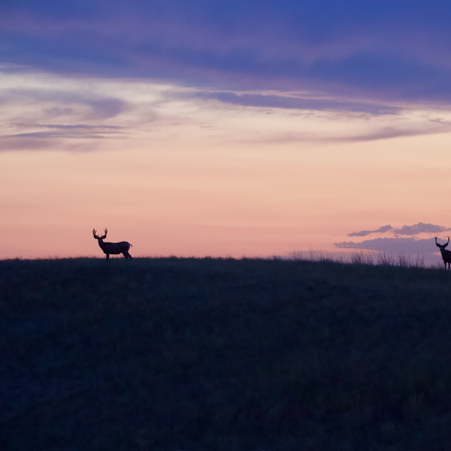 Mule Deer Bucks at Sunset 