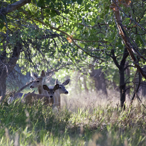 Mule Deer Family