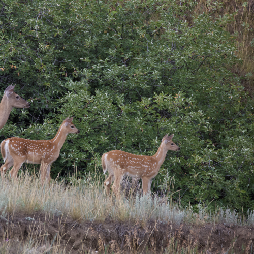 Whitetail Doe and Fawns