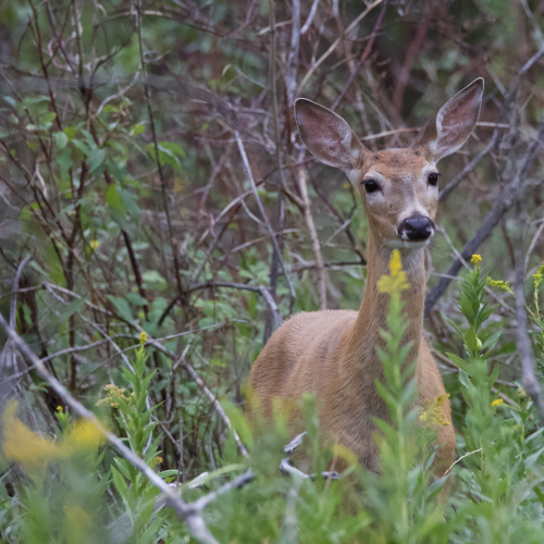 Whitetail Doe in the woods