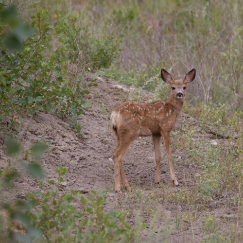 Mule Deer Fawn