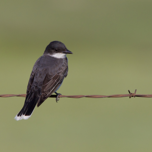 Bird on a wire