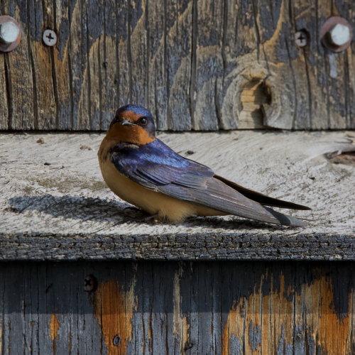 The perfect perch