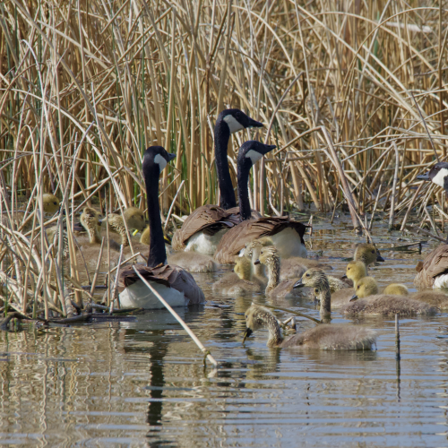 Canada geese Families