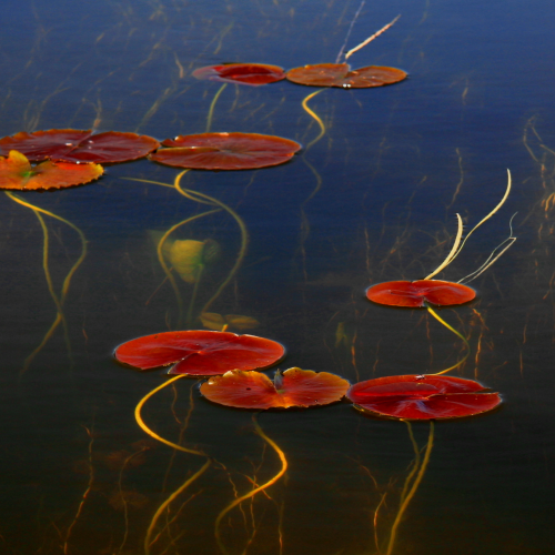 Early Spring Lily Pads