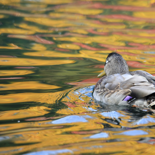 Rainbow pond