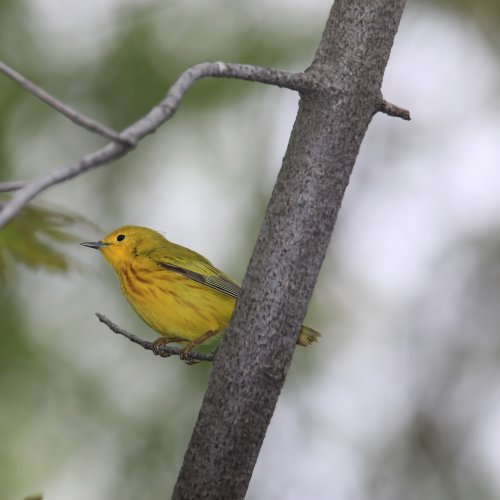 So yellow !