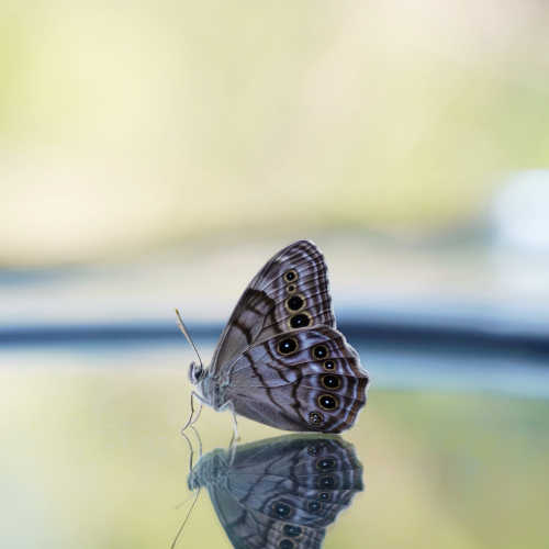 Northern Pearly-Eye