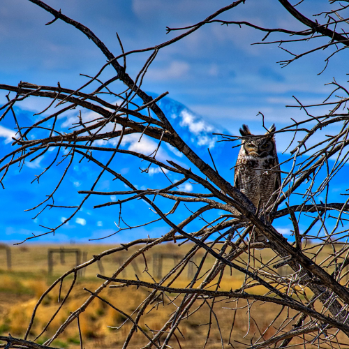 Great horned owl near Milk River Canyon