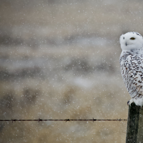 Snowy Owl Contentment