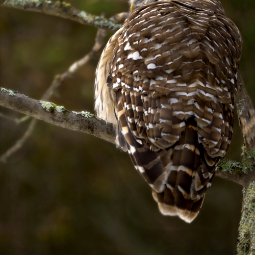 Barred Owl