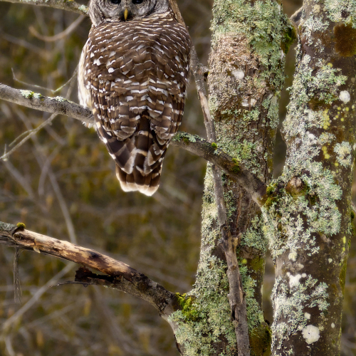 Barred owl lookout