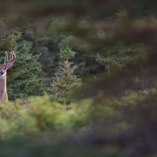 Deer at sunrise!