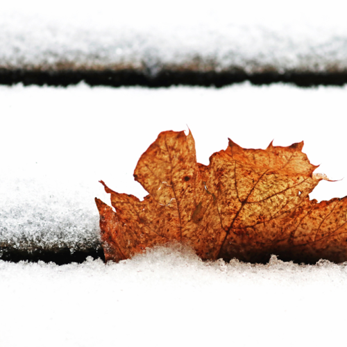Simply Winter
