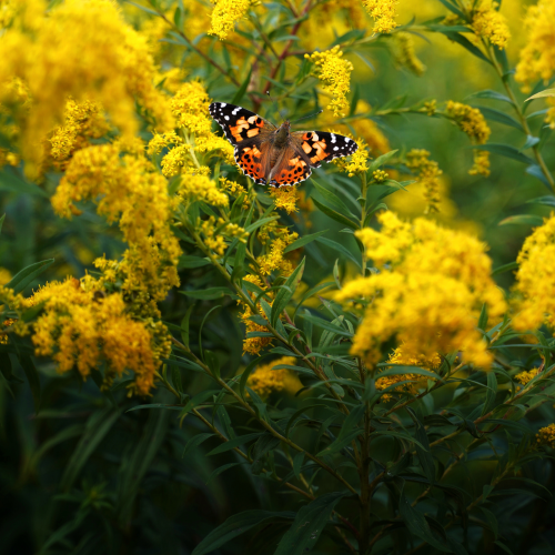 Painted Lady