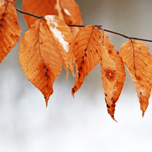 Snow Kissed Beech Leaves