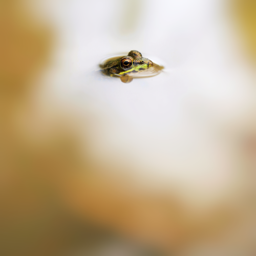Sneaking a Peek