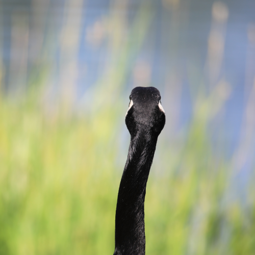 Like a giraffe