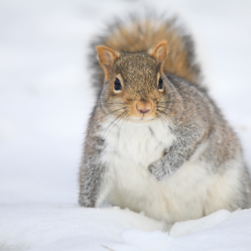 Snow