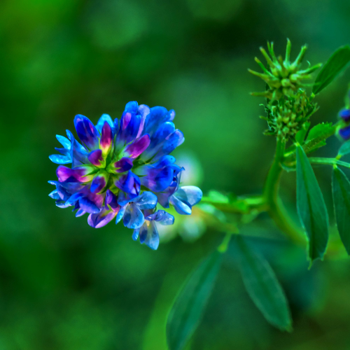 Wildflower - Wellman Lake