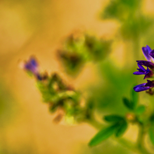 Wildflower - Madge Lake