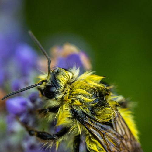 Wet Bee