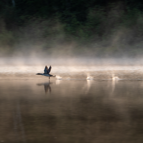 The Take-Off