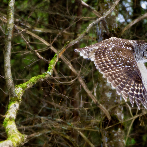 In Flight
