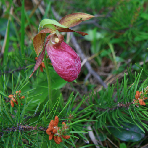 Moccasin Flower