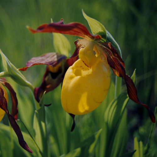 Yellow Lady's Slippers
