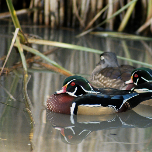 Mating Wood Ducks