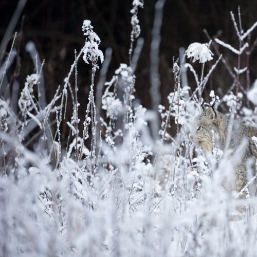 Canada Lynx