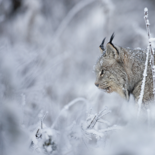 Canada Lynx on the Prowl