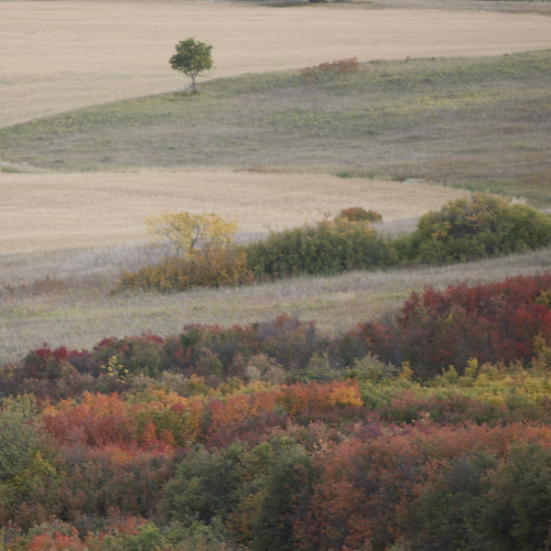 Nature's Palette