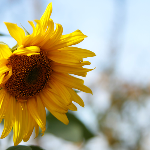 Early Morning Sunflower