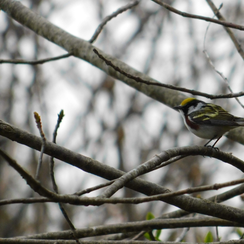 Chestnut sided warbler