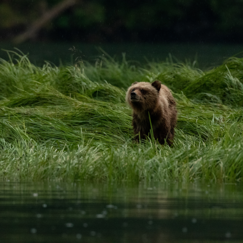 Cub Of The Year.