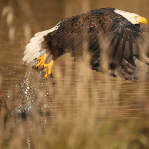 Majestic Bald Eagle