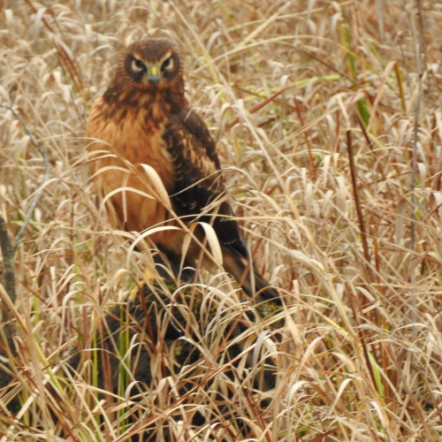 Female Harrier Hawk