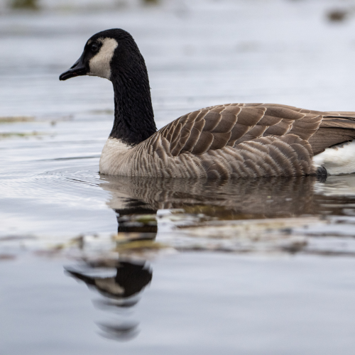The Candian Goose