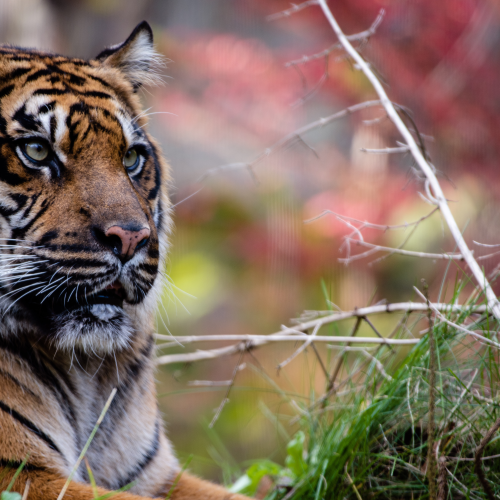 Magestic Tiger