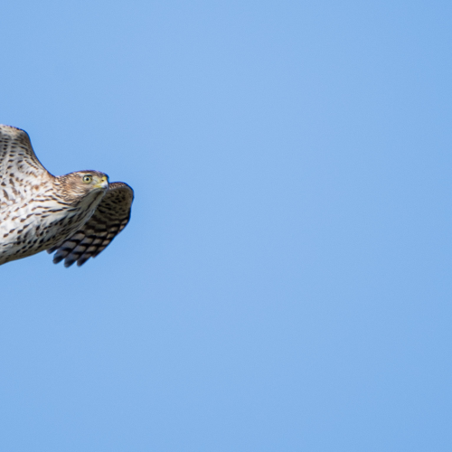 cooper's hawk in flight