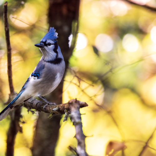 BlueJay