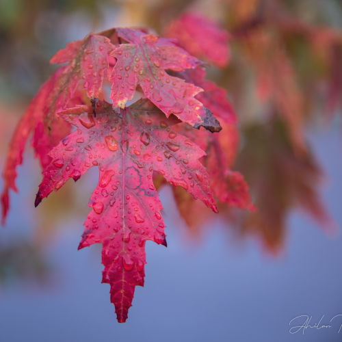 Maple leaf on a rainy day