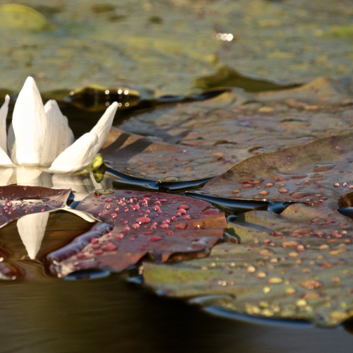 Last Lily 