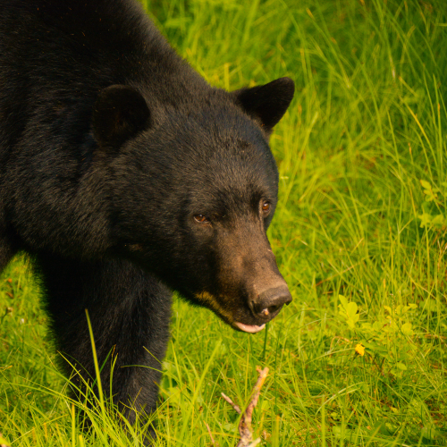 Haida Gwaii Black Bear