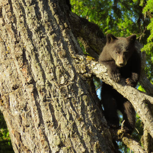 Baby Black Bear