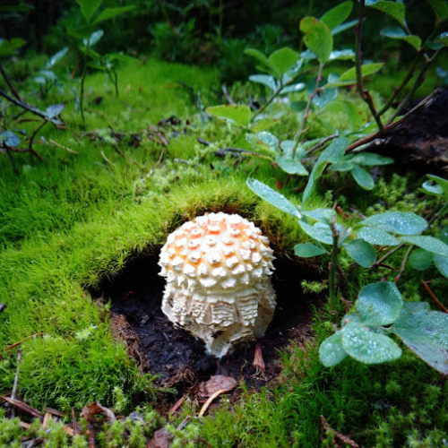 Seymour Toadstool