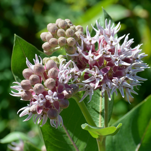 Milkweed